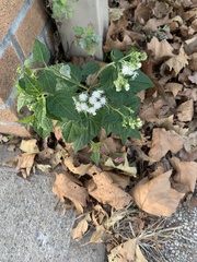 Ageratina
