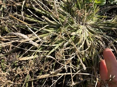 Eleusine indica