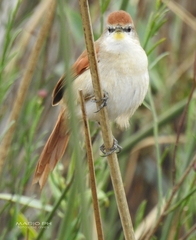 Certhiaxis cinnamomeus