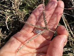 Eleusine indica