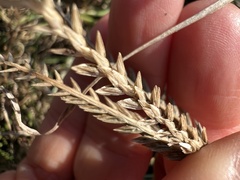Eleusine indica