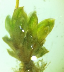 Pterygoneurum ovatum