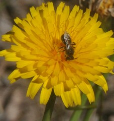 Chilalictus