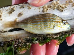 Orthopristis chrysoptera