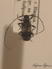 Leiopus punctulatus