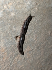 Ommatoiulus diplurus