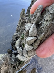 Mytilopsis leucophaeata