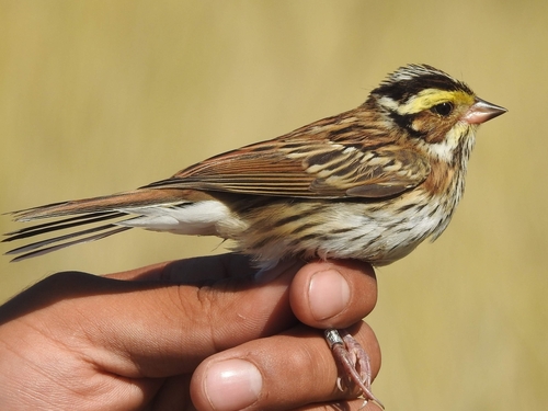Yellow-browed Bunting (Emberiza chrysophrys), photo 9