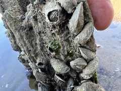 Mytilopsis leucophaeata