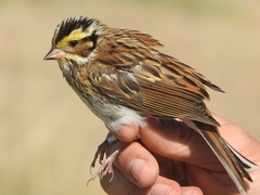 Emberiza chrysophrys
