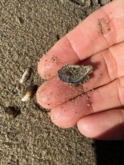 Mytilopsis leucophaeata