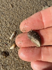 Mytilopsis leucophaeata