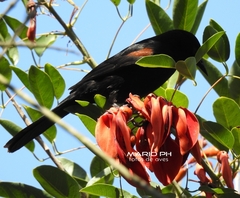 Icterus pyrrhopterus