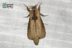 Phragmataecia