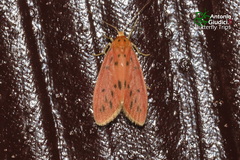 Miltochrista parallelina