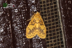 Miltochrista adelfika