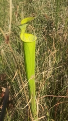 Sarracenia flava