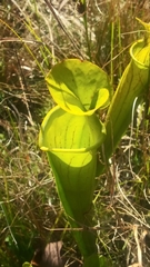 Sarracenia flava