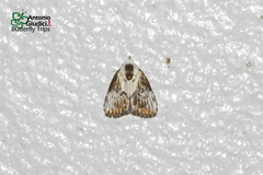 Dialithoptera margaritha