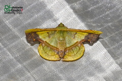 Fascellina plagiata