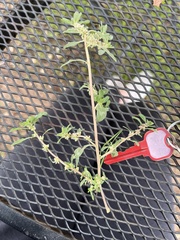 Amaranthus polygonoides