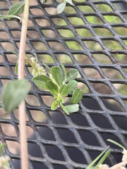 Amaranthus polygonoides