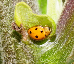 Coelophora inaequalis