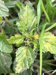 Malvastrum coromandelianum