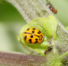 Harmonia octomaculata