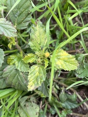 Malvastrum coromandelianum