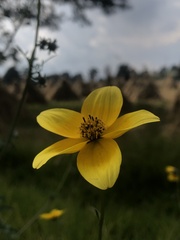Bidens triplinervia