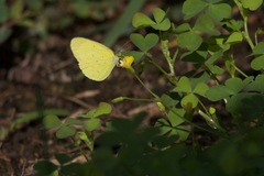 Eurema smilax
