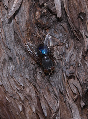 Calliphora quadrimaculata