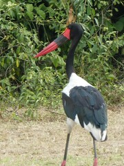 Ephippiorhynchus senegalensis