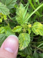 Malvastrum coromandelianum