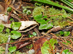 Corybas acuminatus