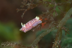 Verconia spencerensis