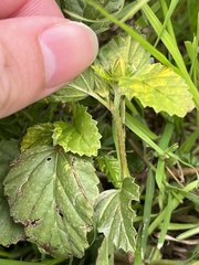 Malvastrum coromandelianum