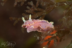 Verconia spencerensis