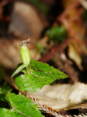 Corybas acuminatus