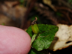 Corybas acuminatus