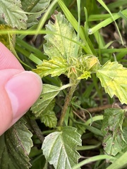 Malvastrum coromandelianum