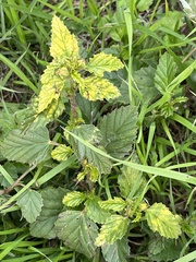 Malvastrum coromandelianum