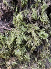 Thamnobryum alleghaniense
