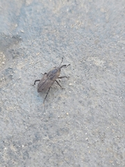 Sphenophorus venatus