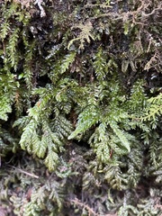 Thamnobryum alleghaniense