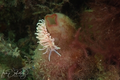 Phyllodesmium serratum