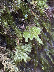 Thamnobryum alleghaniense