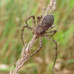Philodromidae
