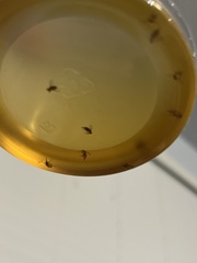 Phoridae